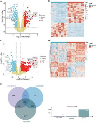 Enhanced understanding of cinnamaldehyde’s therapeutic potential in osteoarthritis through bioinformatics and mechanistic validation of its anti-apoptotic effect